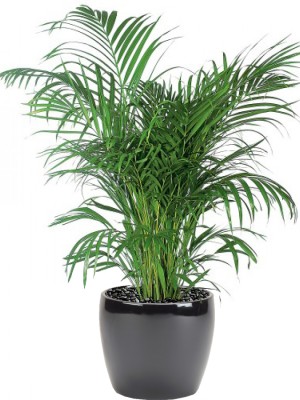 Kentia Palm