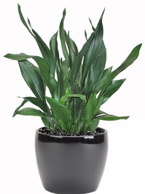 Aspidistra