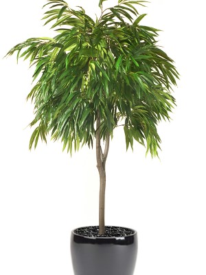Ficus Alii